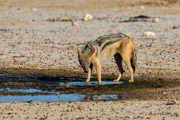 Fototapeta na wymiar One black-backed jackal quenching his thirst at a waterhole in the Kgalagadi Transfrontier Park in South Africa