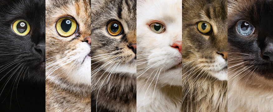 Photo set of close-up cat's halves of faces looking at camera. Little cute kittens with green, blue and brown eyes. Concept of animal life, care