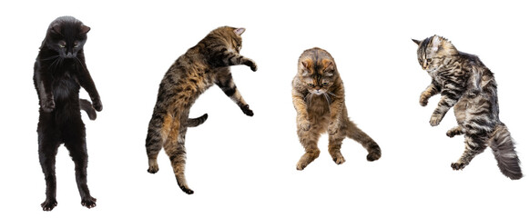 Collage made of portraits of 4 cats jumping, flying, having fun isolated on white studio background.