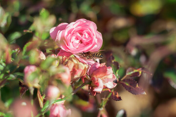 bee on pink bush rose