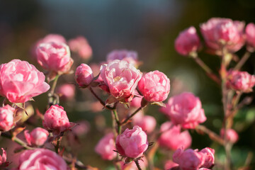 Fototapeta na wymiar pink bush rose