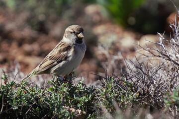 sparrow on a grass