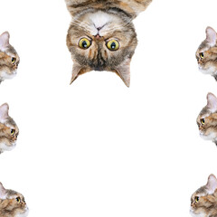 Set of funny cat's faces looking at camera isolated on white studio background. Looks cute