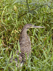 Bare-throated tiger heron. Tigrisoma mexicanum, hiding in tall grass. Costa Rica