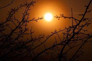 Colorful intense sunset framed two wet twigs of a shrub in Sauerland Germany. Silhouettes and shapes of two branches nearly touching each other. Intense orange gradient background.