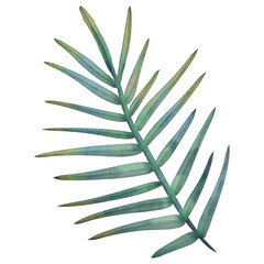 Watercolor green branch with leaves. Hand painting floral illustration. Leaf, plant isolated on white background.