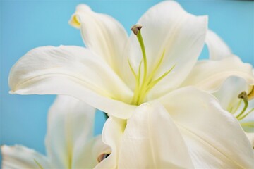 Obraz na płótnie Canvas ブルーバックに白い百合の大きい花のアップ