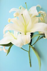 Fototapeta na wymiar ブルーバックに白い百合の大きい切花