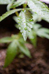 Water droplets on cannabis leaf 