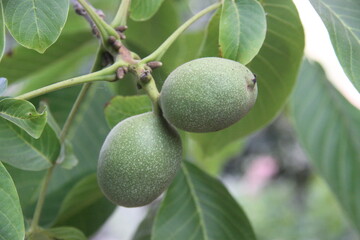 Walnut fruit in the tree 
