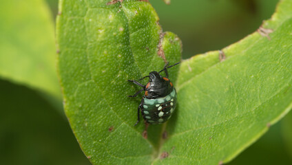 a close up of a bug on a leaf