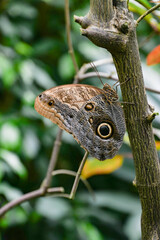 Caligo eurilochus, forest giant owl butterfly