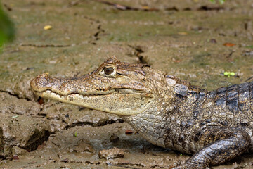 Spectacled Caiman, a Caiman crocodilus that warms up in a muddy shore. Costa Rica