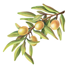 Yellow olive berries bunch with green leaves Watercolor painting illustration isolated on white background. Hand drawn olive branch.