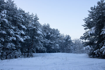 Pine trees covered with white snow on a frosty evening in the forest. Beautiful winter panorama. Christmas background.