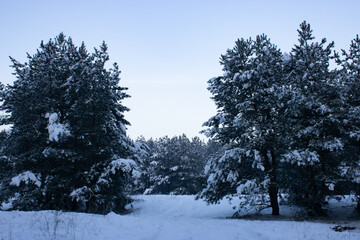 Pine trees covered with white snow on a frosty evening in the forest. Beautiful winter panorama. Christmas background.