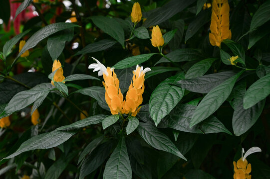yellow Pachystachys lutea tropical flower blooming