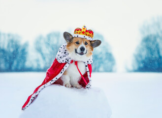 cute corgi dog in the crown and the imperial red mantle