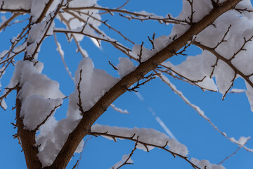 Close-up of branches trees covered with white snow on the blue sky background. Beautiful winter christmas wallpaper.