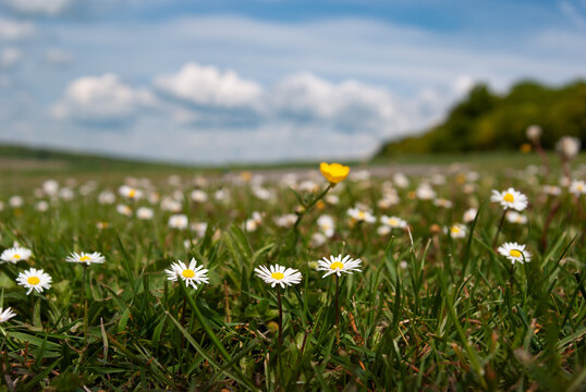 Bellis flowers of daisy family at meadow somewhere in Germany