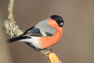 bullfinch is sitting on a branch in the forest