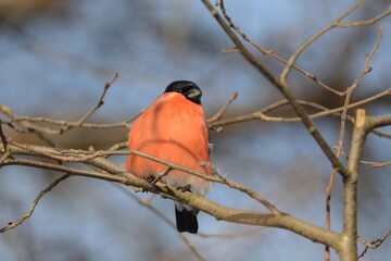 bullfinch is sitting on a branch in the forest
