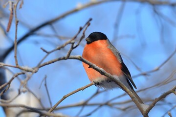 bullfinch is sitting on a branch in the forest