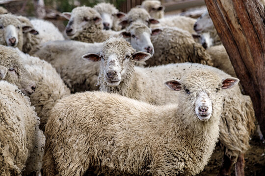 Close-up of a herd of sheep in the corral of a farm in Cachi, Salta, Argentina