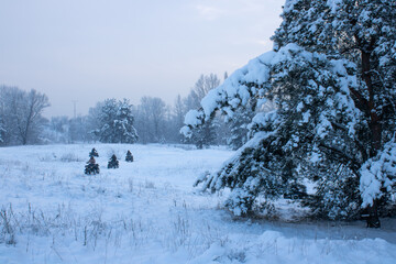 Riders driving in the quad bike race in winter in beautiful snowy off- road with pine trees in...