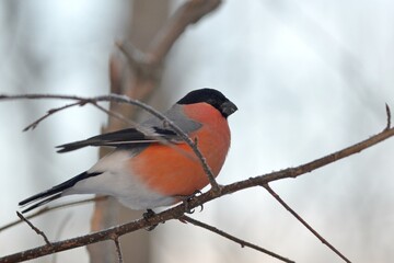 bullfinch is sitting on a branch in the forest