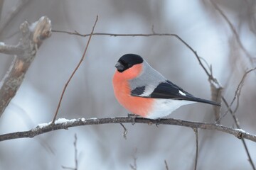 bullfinch is sitting on a branch in the forest