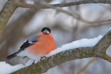 bullfinch is sitting on a branch in the forest