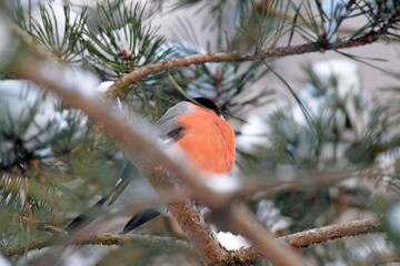 bullfinch is sitting on a branch in the forest