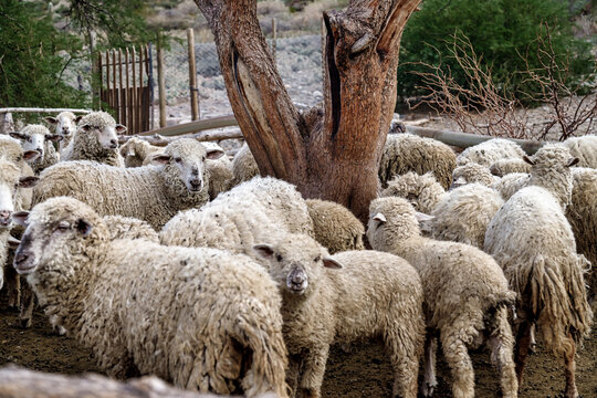 Flock of sheep under a tree in a farm in Cachi, Salta, Argentina