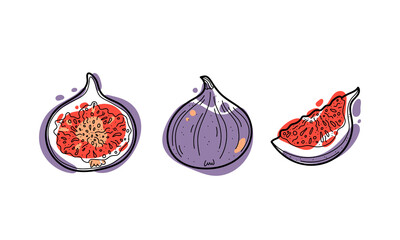Vector ripe fig doodle illustration, colored shapes and line isolated on white background. Design elements for decor, menu icons and stickers.