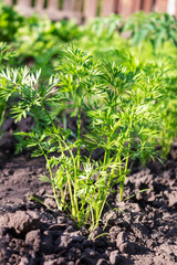 Growing carrots in the garden. Home carrots in spring time.
