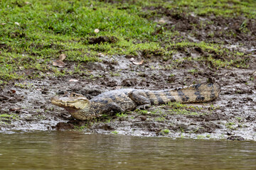 Spectacled Caiman, a Caiman crocodilus that warms up in a muddy shore. Costa Rica