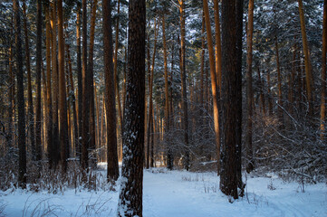 winter forest in the snow