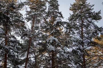 Fototapeta premium trees in the winter forest