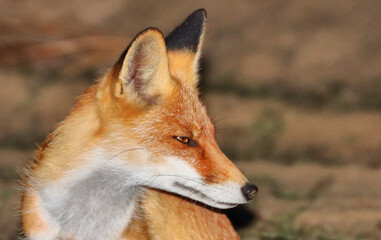 Fototapeta premium Fox looks to the side with narrowed eyes