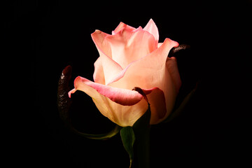żółta róża. kompozycja tła, tekstura koloru. płatki róży w kontraście czarne tło. Kwiat jako tapeta na pulpit lub życzenia. - obrazy, fototapety, plakaty