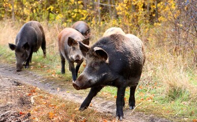A herd of wild boars took to the road