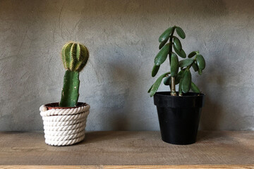 Cactus in loft interior. Succulents on concrete background.