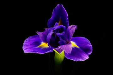 Fototapeta Irys . kompozycja tła, tekstura koloru. płatki Irysa w kontraście czarne tło. Kwiat jako tapeta na pulpit lub życzenia. obraz