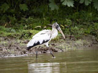 Wood stork, Mycteria americana, looking for food on the shore. Costa Rica