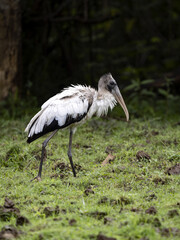 Wood stork, Mycteria americana, looking for food on the shore. Costa Rica