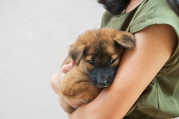 Woman girl owner is carrying little puppy brown dog in hands with love and care for friendship concept with copyspace