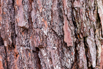 textura de un árbol de pino