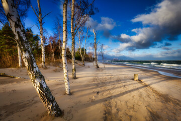 Windy day on the beach with birch trees at Baltic Sea in Gdansk. Poland © Patryk Kosmider