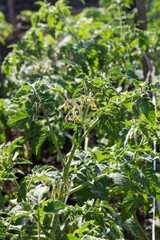 Young flowering tomato without fruit. 